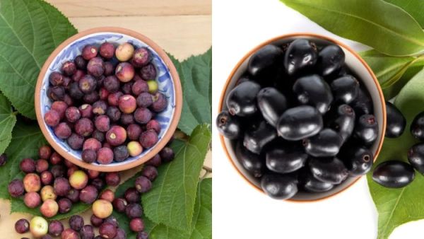 phalsa vs jamun for summer 1748241003226