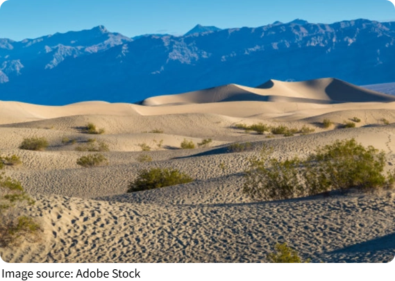 Desert Survival Masters