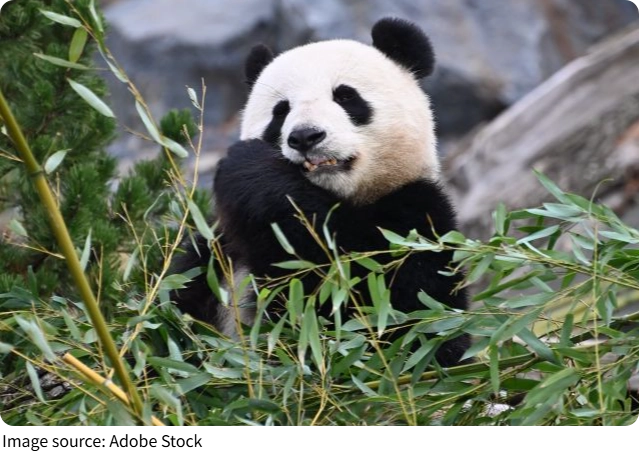 Curiosidades del Panda