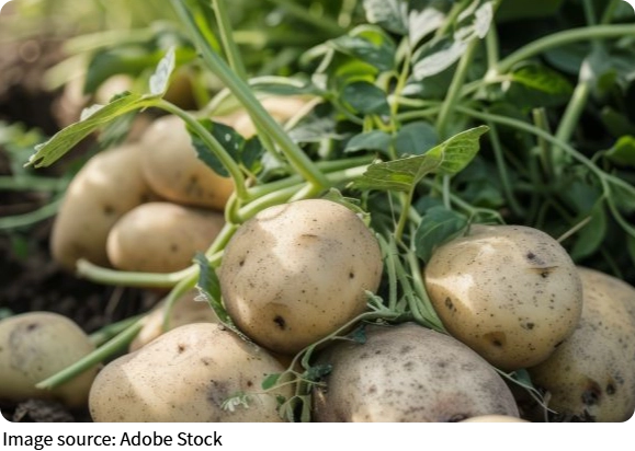 Immunity Power in Veggies