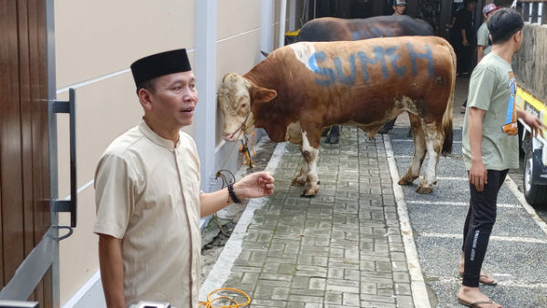 Ayah pedangdut Ayu Ting Ting, Abdul Rozak, menunjukkan sapi yang akan dikurbankan. Foto: Aprilandika Pratama/kumparan