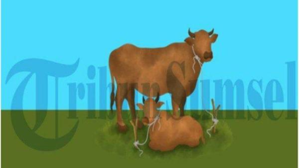 Apakah boleh menjual daging qurban? Ini hukum menjual daging kurban menurut ulama akan dibahas pada artikel kal ini.