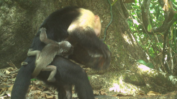 Monyet kapusin muda jantan membawa bayi monyet howler di punggungnya. Foto: Goldsborough, Zoë et al/Current Biology