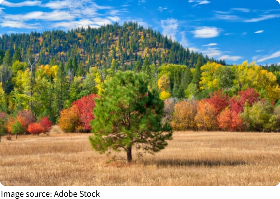 Autumn Leaf Mystery