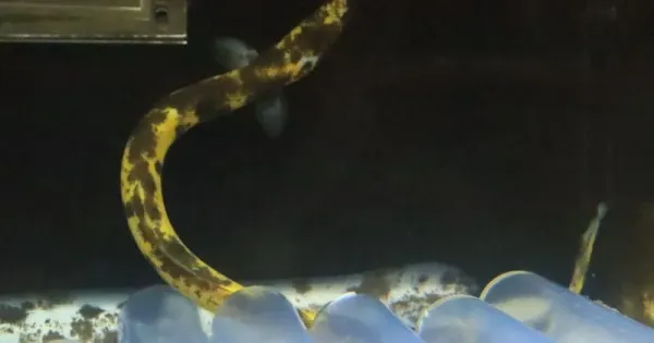 Di Jepang Muncul Belut Motif Pisang yang Langka dan Aneh