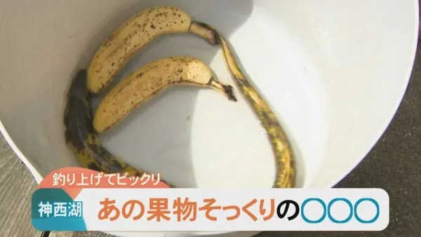 Di Jepang Muncul Belut Motif Pisang yang Langka dan Aneh