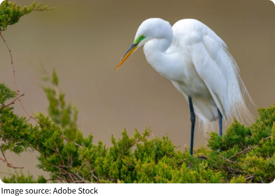 Le grand egret