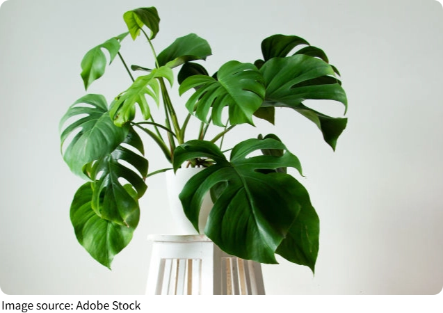 Monstera que encanta todos
