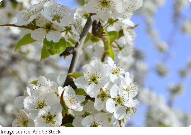 Plantas que sobem e caem