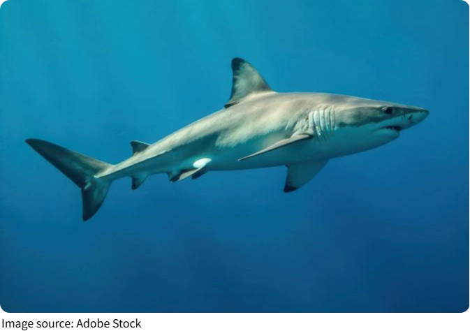 Do Sharks Sleep?