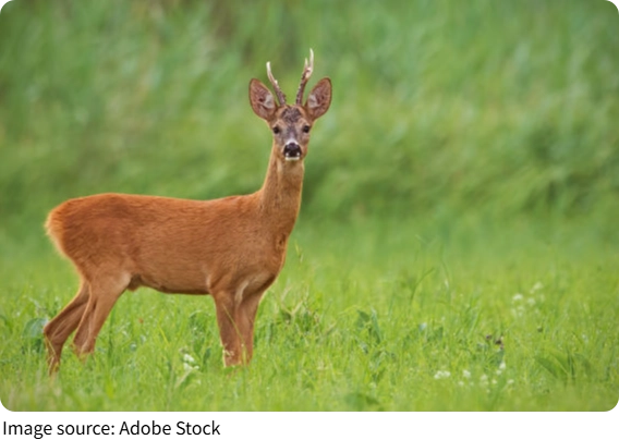 Roe Buck Secrets