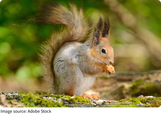 Tiny Forest Gourmets