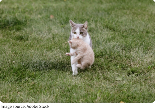 Yavaş Mama Mucizesi