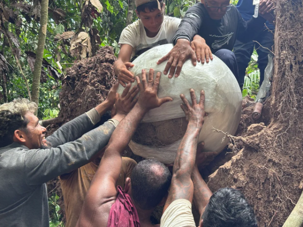 Guci-guci tersebut mengisyaratkan keberadaan tradisi budaya kuno yang sebelumnya tidak diketahui.  Foto: Mamirauá Institute/Georgea Hollanda