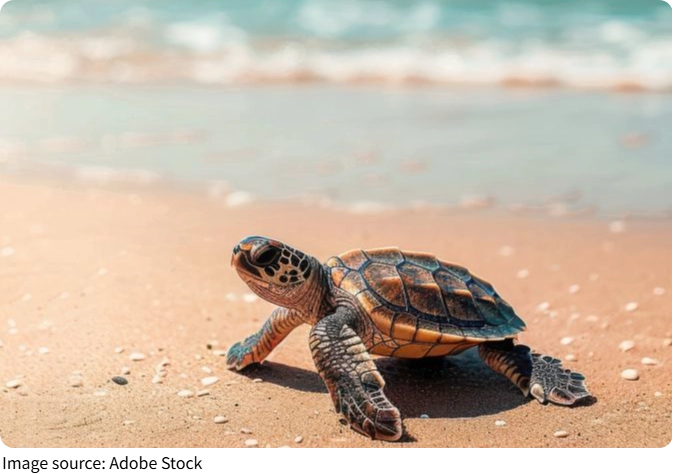 Secrets of Sea Turtles