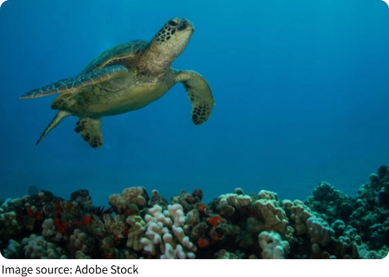 Secrets of Sea Turtles
