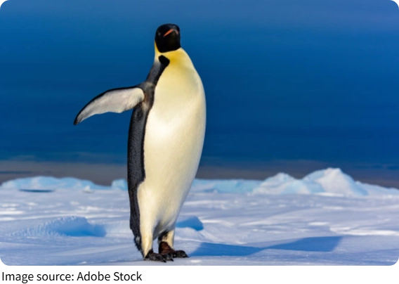 Penguin Power Reign