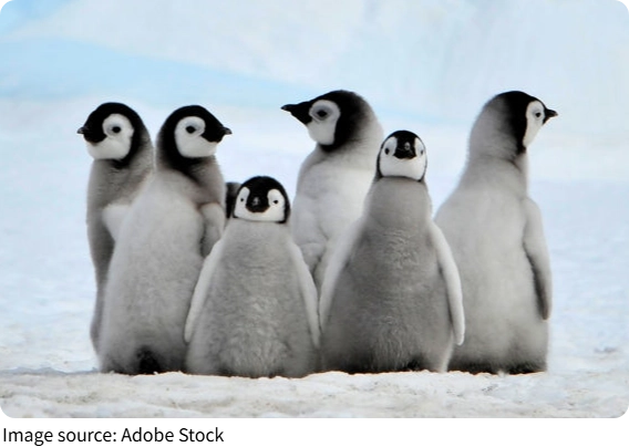 Penguin Power Reign