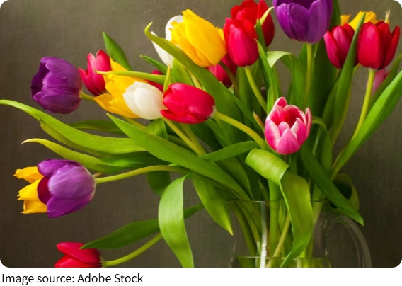 Tulip Color Secrets