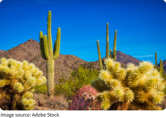 Desert Plant Heroes