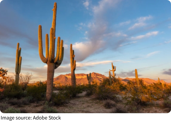 Desert Plant Heroes