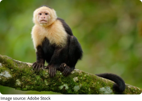 Tierische Forschung