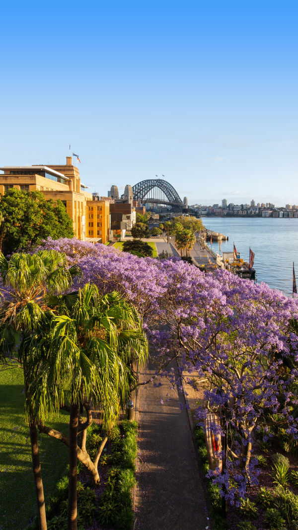 Jacaranda Season Sydney