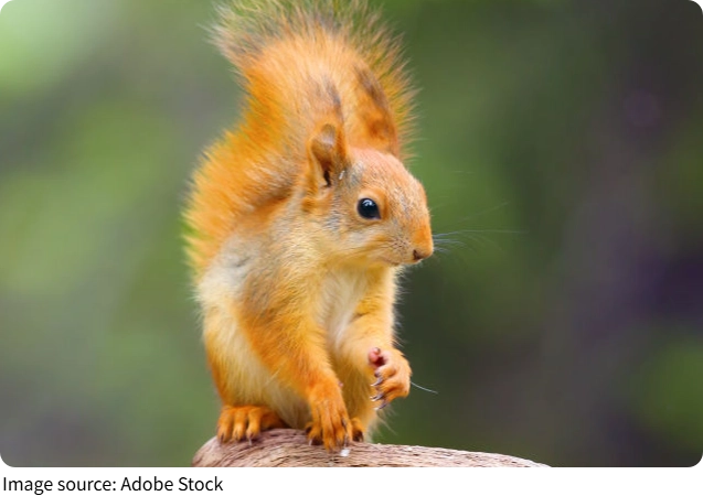 Esquilos Inteligentes