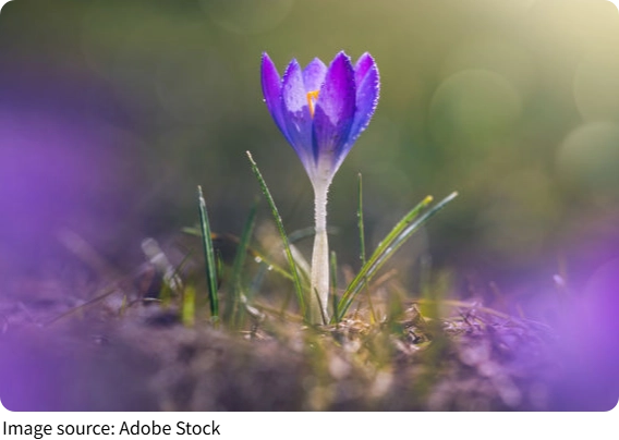 Conservación Vegetal