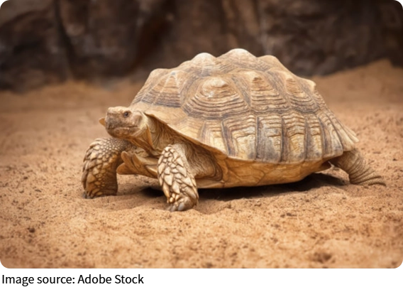 Hibernación de Tortugas