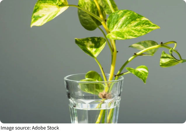 Water Grows Beauty