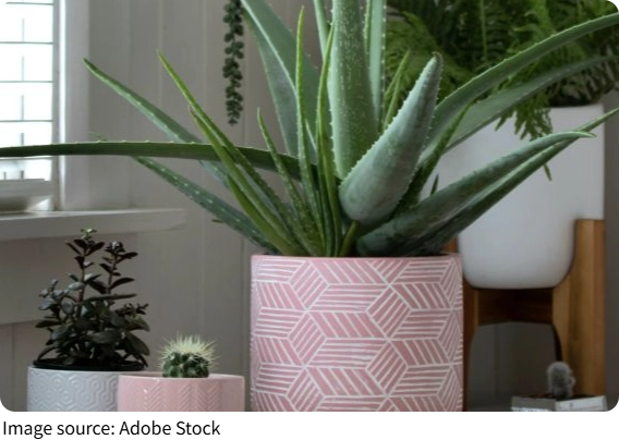 Air Plants