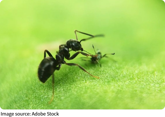 How Powerful Are Ants?
