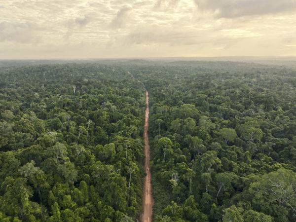 Hutan Amazon. Foto: Shutterstock
