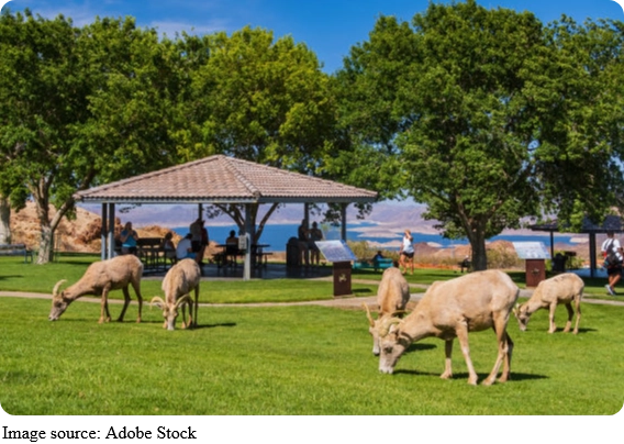 Film Seti Hayvanları