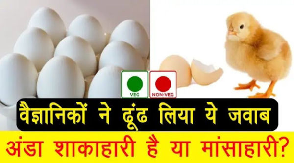 The egg is a vegetarian or a non -vegetarian has woke up, the curtain from this secret, scientists themselves have given this answer ..