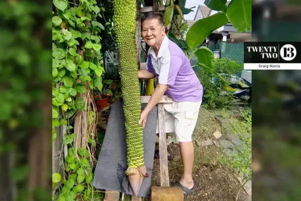 Pria Ini Kaget Pohon Pisangnya Tumbuh hingga Ribuan Sisir