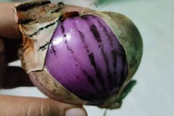 Onions have black spots, do you know what are these? 94% people do not know ....