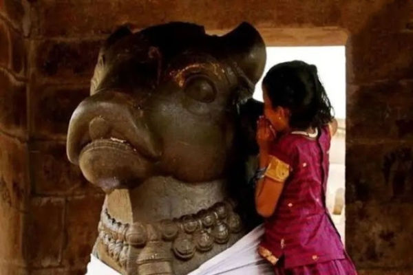 Nandi Ki Puja: Learn the rules of asking for desire in Nandi's ear, few people will know the secret behind it ..