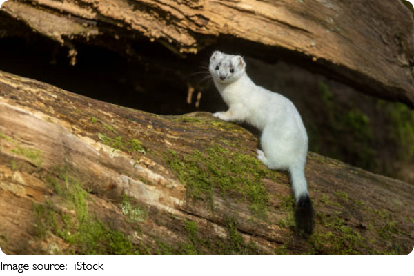 Rahasia Kehidupan Stoat