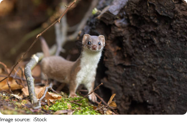Rahasia Kehidupan Stoat