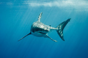 Sharks' Ocean Role