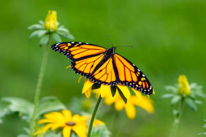 Monarchs' Mysterious Journey