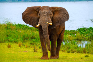 Elephants Never Forget