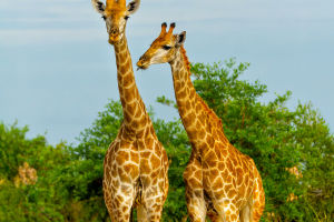 Giraffe Necking Ritual