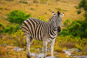 Zebra Stripes Mystery