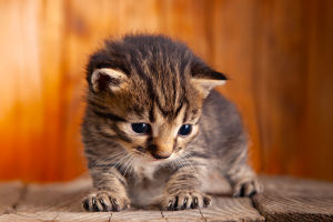 Why Cats Knead