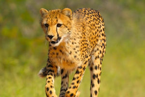 Why Cheetahs Run Fast