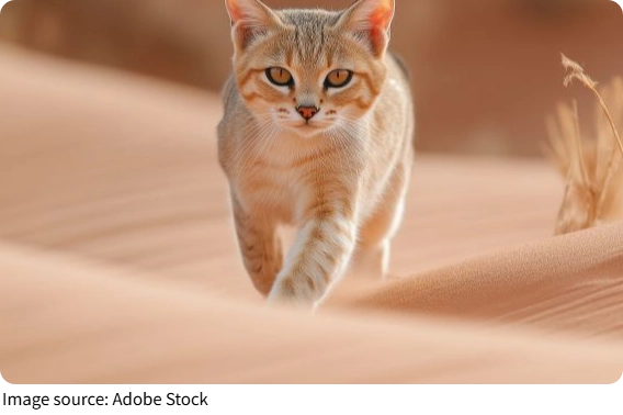 O gato do deserto