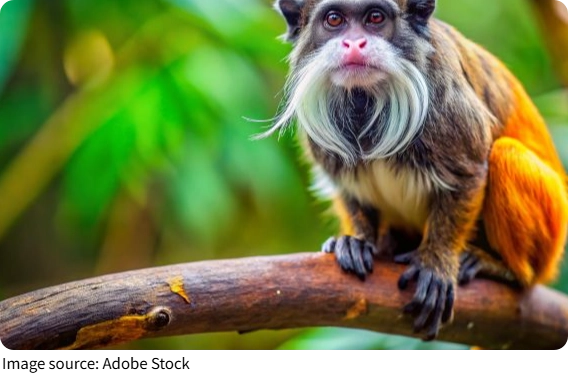 Macaco real da Amazônia